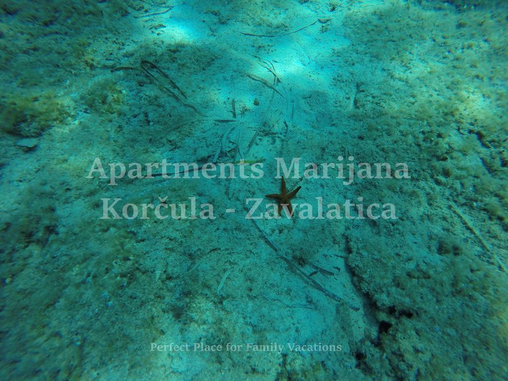 Apartments Marijana Zavalatica Extérieur photo